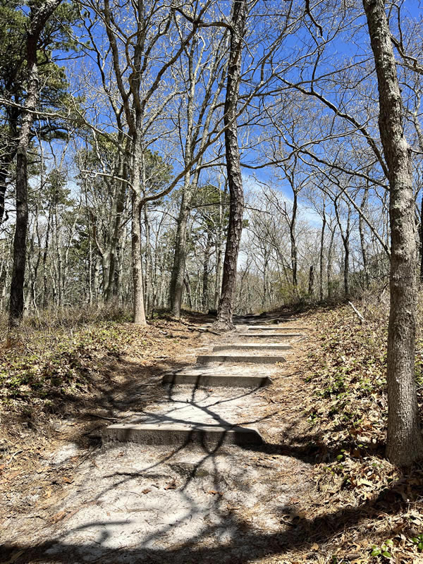 Atlantic White Cedar Swamp Trail - The Southfleet