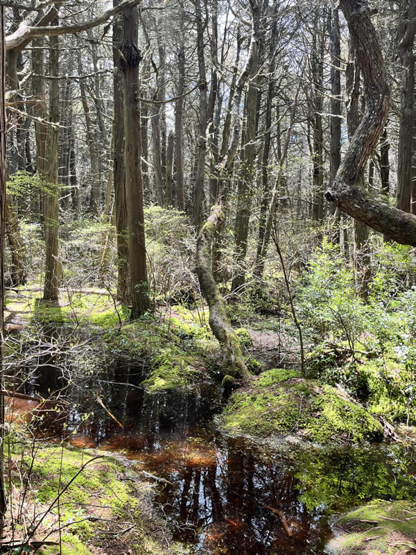 Atlantic White Cedar Swamp Trail - The Southfleet