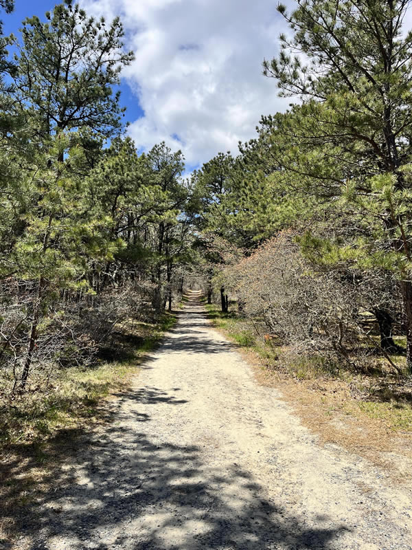 Atlantic White Cedar Swamp Trail - The Southfleet